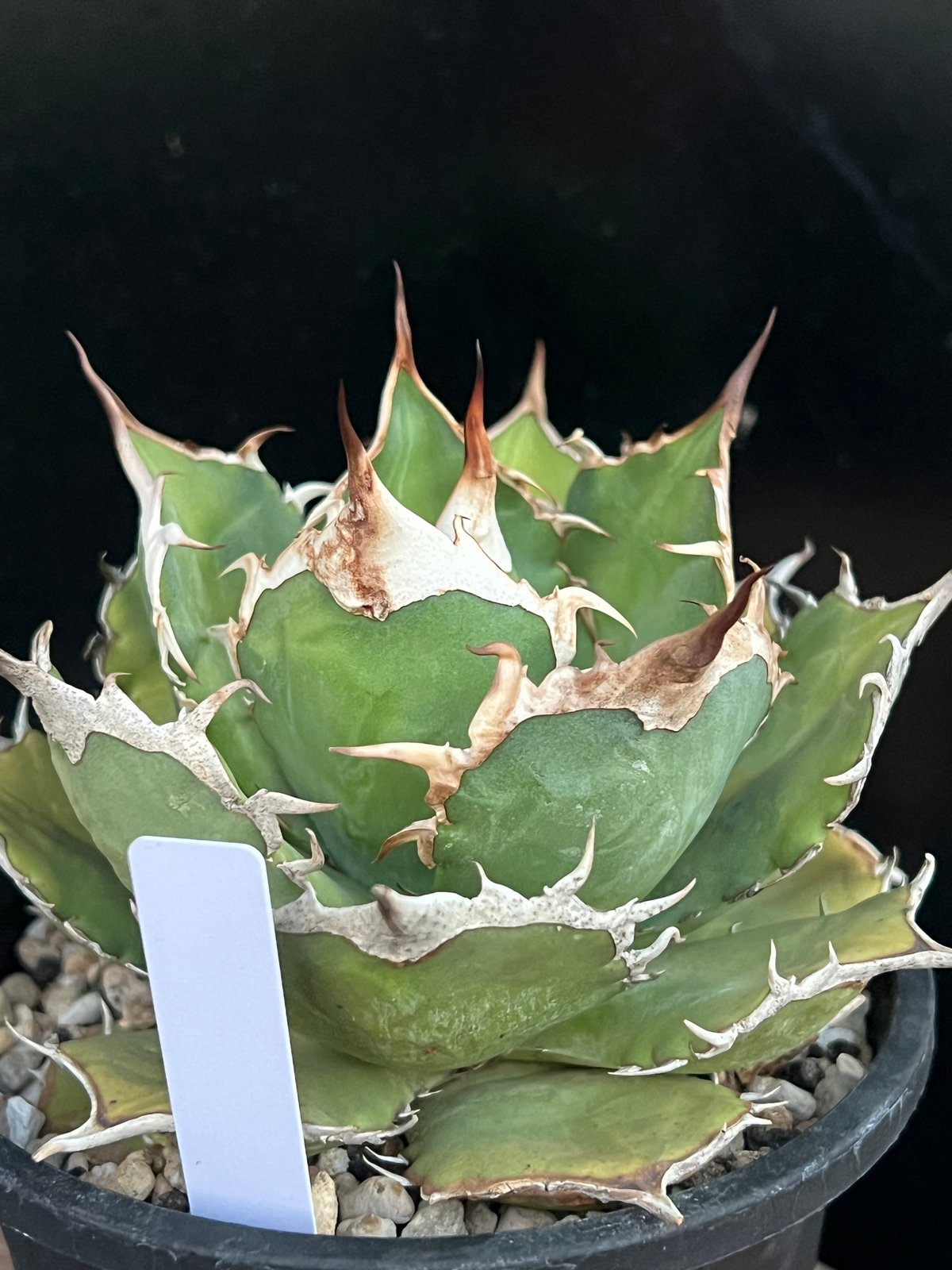 アガベ Agave Dennis 051 子株 OC株 アガベ チタノタ Dennis 006