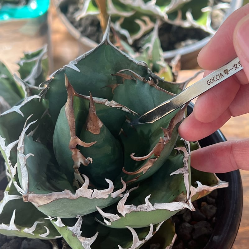 雫一文字】GOCCIA 芯切刀(しんきりとう) | GOCCIA plants factory