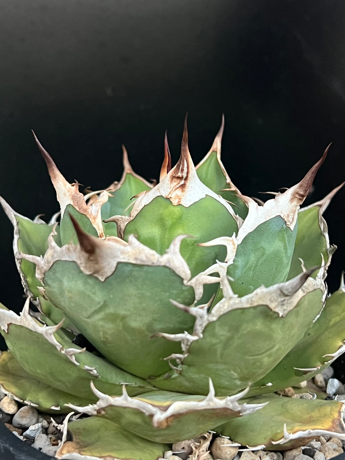 アガベ 息苦しく チタノタ CF-002 親株サイズ 仔株付き plants by the 