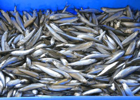 小鮎の佃煮（ 約80g ）