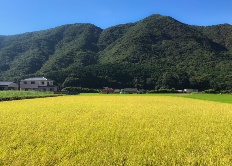 お買い得】特別栽培米コシヒカリ・新米20kg【讃岐産】精米・玄米の選択
