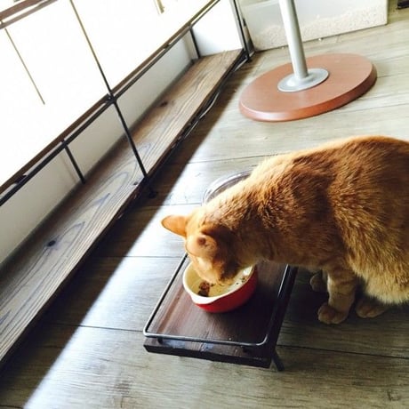 猫様専用テーブル