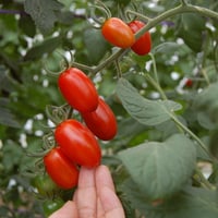 トマトフラガール1箱（約1.5kg）　発送は6月以降になります