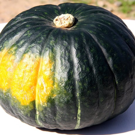 しっとり絶品かぼちゃ！10kg　発送は8月以降になります