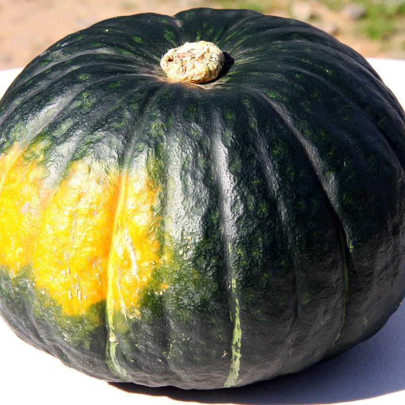 かぼちゃ しっとり絶品かぼちゃ！20kg 発送は8月以降になります | 北海道の