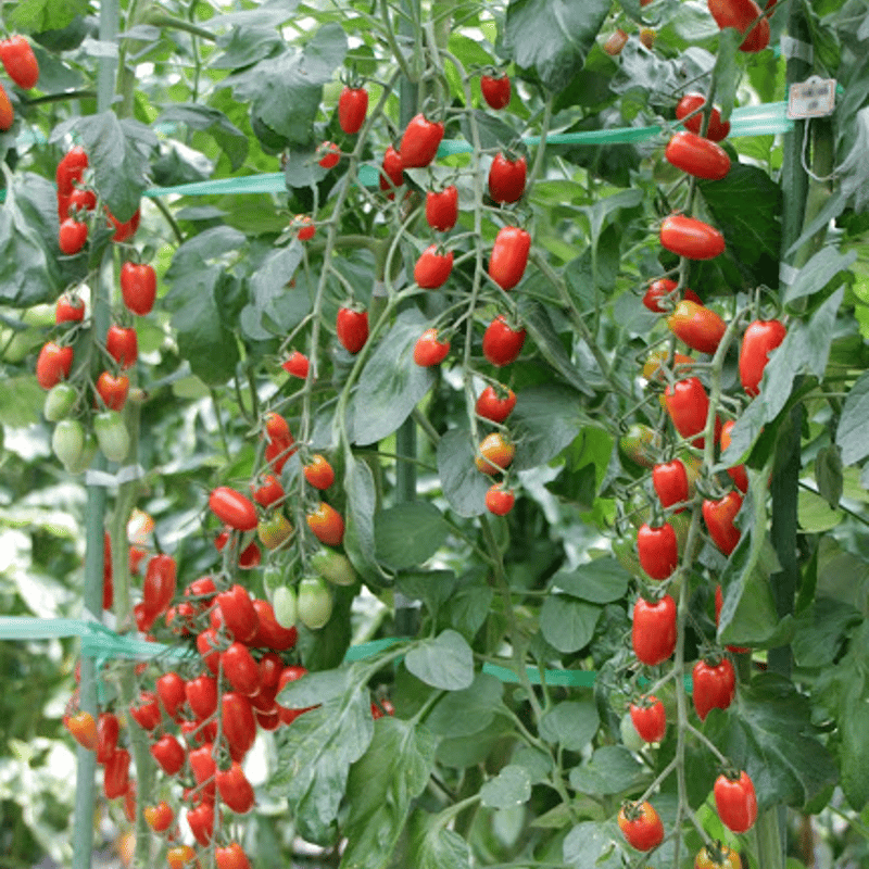 2025年度発送 【2～3箱はこちら！】彩りミニトマトセット1箱（3kg