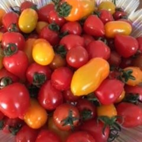 【２～３箱はこちら！】彩りミニトマトセット1箱（3kg）