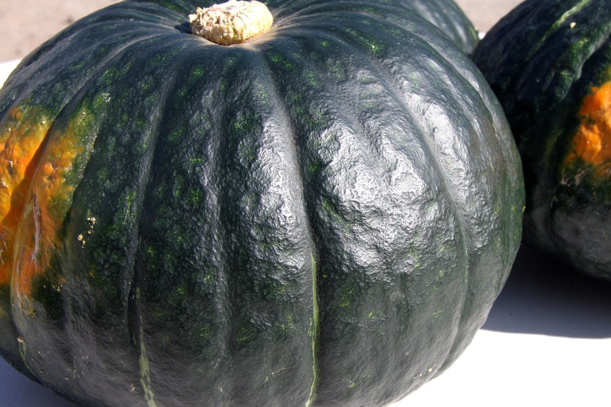 【完全無農薬】　とろける美味しさ　完熟　冬至かぼちゃ　めちゃ甘　糖度20度以上 完全無農薬】 とろける美味しさ 完熟 冬至かぼちゃ めちゃ甘