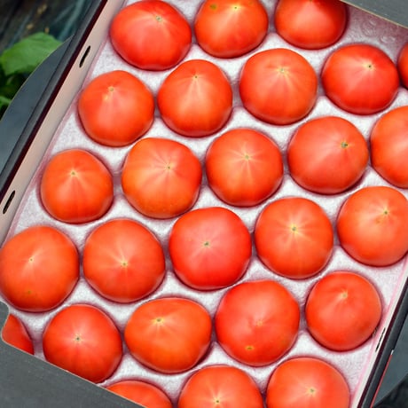 【4箱 ご注文はこちら！】こだわりフルーツトマト（約2.5~3kg）　　　　発送は6月以降になります。