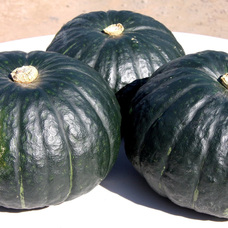 しっとり絶品かぼちゃ！20kg 発送は8月以降になります | 北海道の