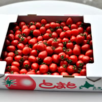 トマトベリー１箱（約3kg）　発送は６月以降になります