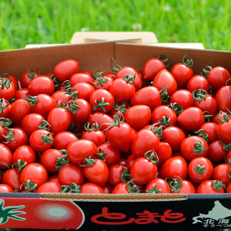 トマトベリー１箱（約1.5kg）　発送は６月以降になります