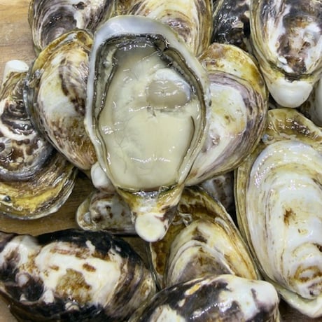 生牡蠣_mania Amazon.co.jp: 鮮度の鬼 生食 生牡蠣 12個入り スマート