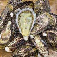 大入島オイスター SS（大分）