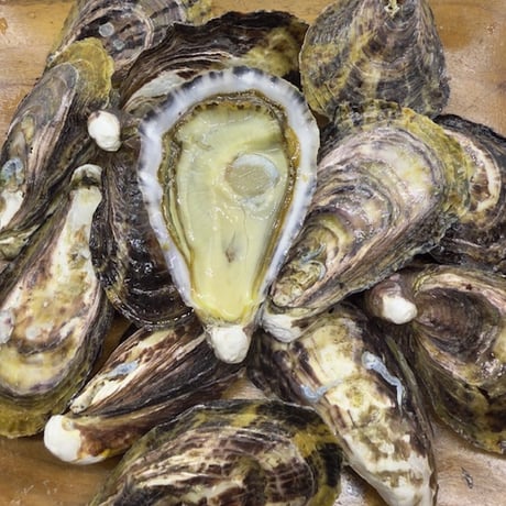 大入島オイスター SS（大分）