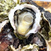 五島列島岩牡蠣SSS“みじょか”（長崎）