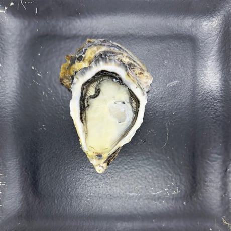 的矢シングルオイスター（三重）