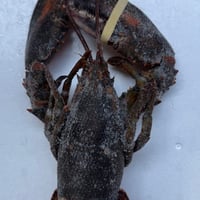カナダ産 生冷凍オマールロブスター【加熱用】<3尾セット>