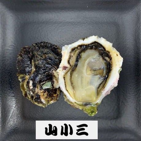 五島列島岩牡蠣「椿」S（長崎）