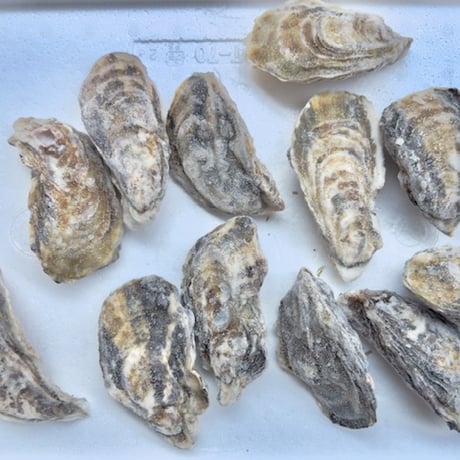 兵庫県「坂越」産殻付冷凍牡蠣2L フルシェル【生食可】12個入（兵庫）