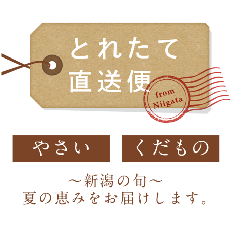 【8/5〜9/14発送】越乃又蔵ぶどう園（西蒲区）さん 「こだわりミニ シャインマスカット入セット」