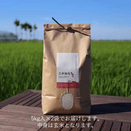 【R.7年度産】【玄米 10kg（5kg袋×2袋）】  そら野テラスの『こがねもち』（もち米）