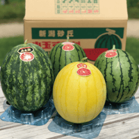 【6/25〜7/25発送】斉藤雅一さんの 小玉スイカギフト 味くらべ4個入