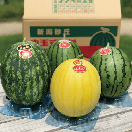【6/25〜7/25発送】斉藤雅一さんの 小玉スイカギフト 味くらべ4個入
