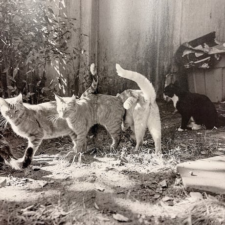 LOW FI CATS