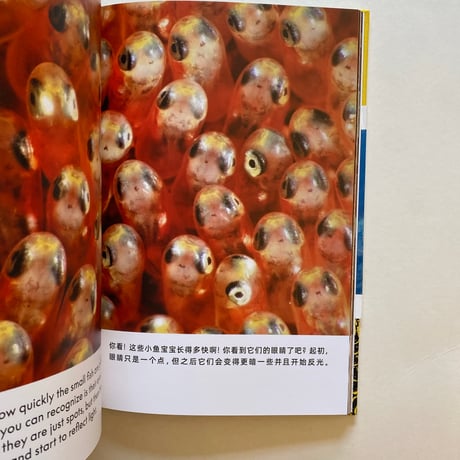 THE ANEMONE, THE CLOWNFISH AND DR.SONG