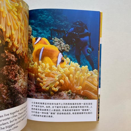 THE ANEMONE, THE CLOWNFISH AND DR.SONG