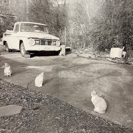 LOW FI CATS
