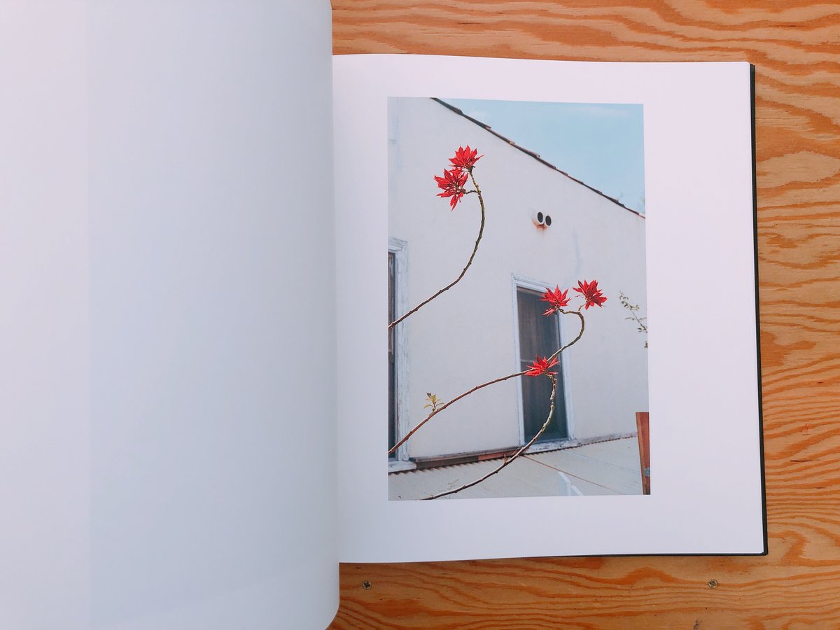 William eggleston The Democratic Forest. Selec