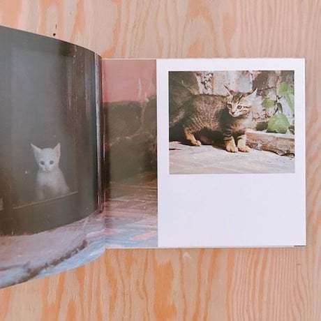 ズッケロとカピートに仔猫が生まれた