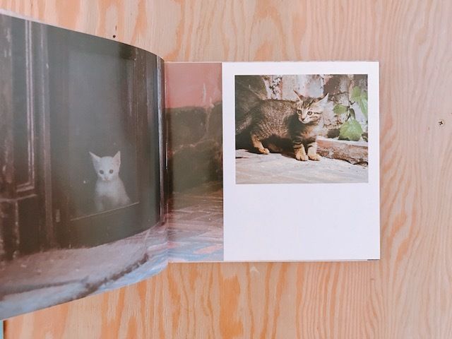 ズッケロとカピートに仔猫が生まれた | BOOKNERD ズッケロとカピートに仔猫が生まれた | BOOKNERD
