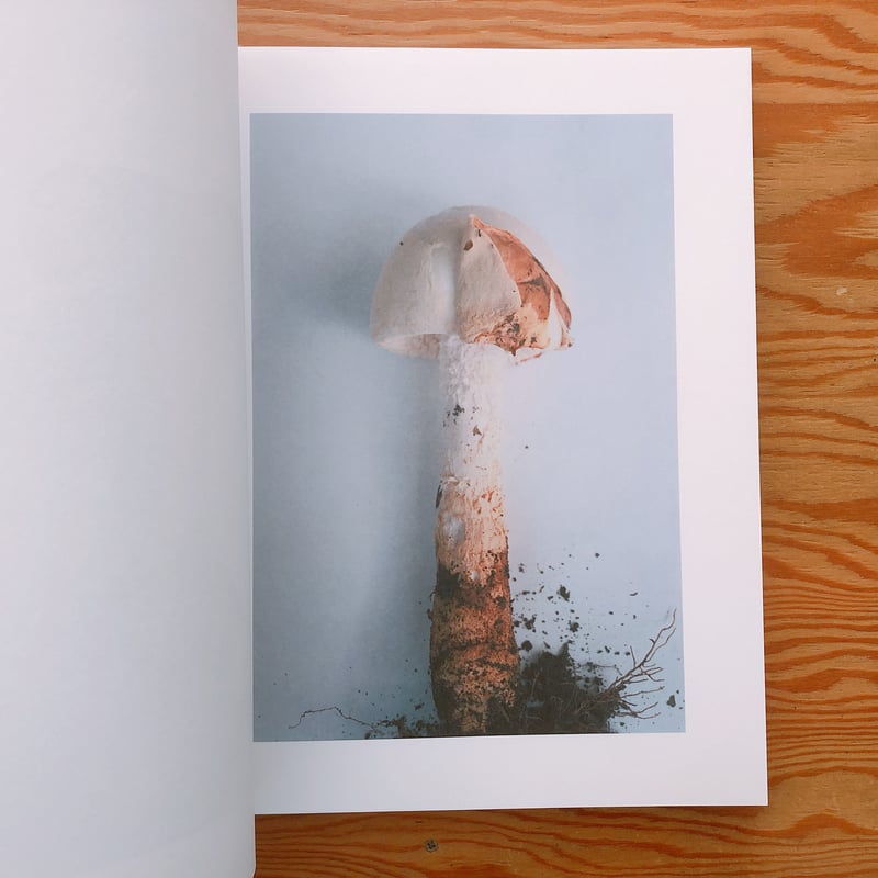 ホンマタカシ　Symphony その森の子供 Exhibition] ホンマタカシ/ Symphony その森の子供 mushrooms