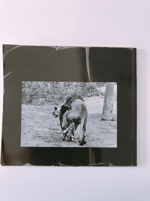 GARRY WINOGRAND THE ANIMALS | BOOKNERD