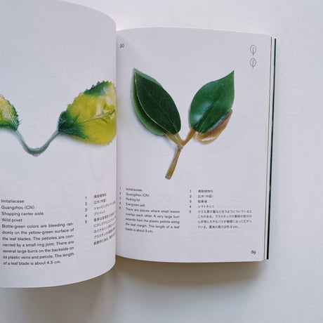 Anthropophyta / 人工植物門