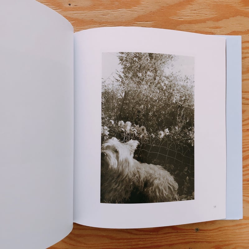 ROBERT ADAMS HEAR THE LEAVES AND LOVE THE LIG