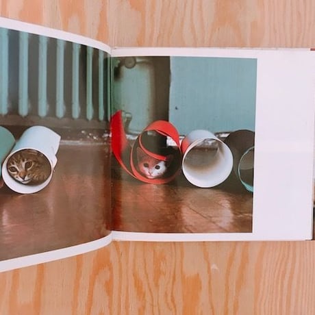 ズッケロとカピートに仔猫が生まれた