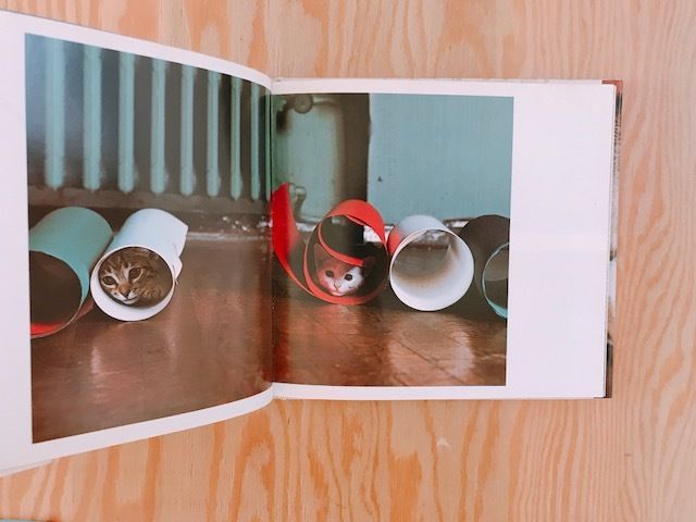 ズッケロとカピートに仔猫が生まれた | BOOKNERD ズッケロとカピートに仔猫が生まれた | BOOKNERD