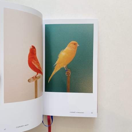 An Incomplete Dictionary of Show Birds