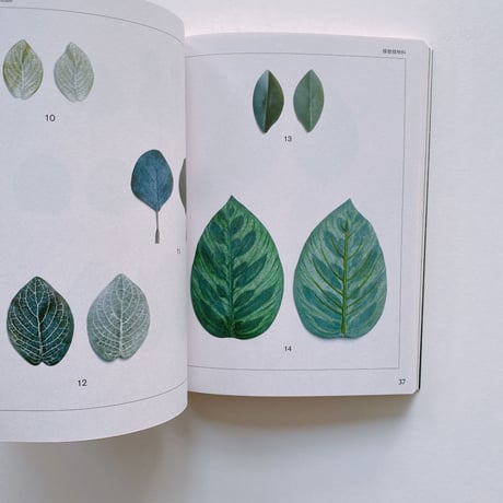 Anthropophyta / 人工植物門