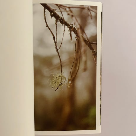 BRANCH PAPER Vol.5 Still falling in the forest