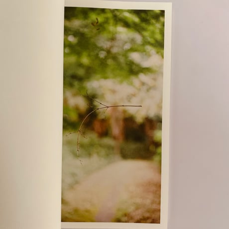 BRANCH PAPER Vol.5 Still falling in the forest