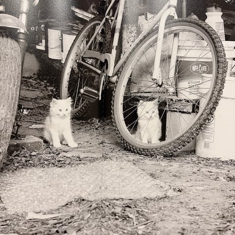 LOW FI CATS