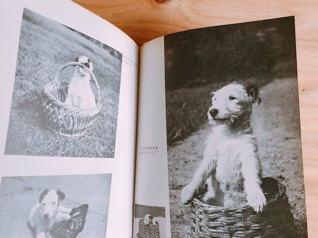 ダアシェンカ カレル・チャペック | BOOKNERD