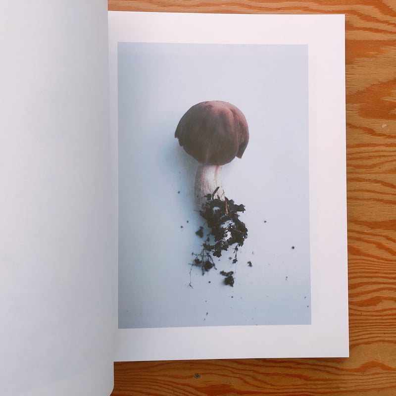 ホンマタカシ Symphony その森の子供 mushrooms from the for