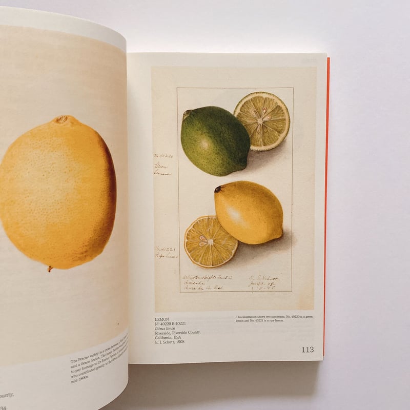 An Illustrated Catalog of American Fruits and N