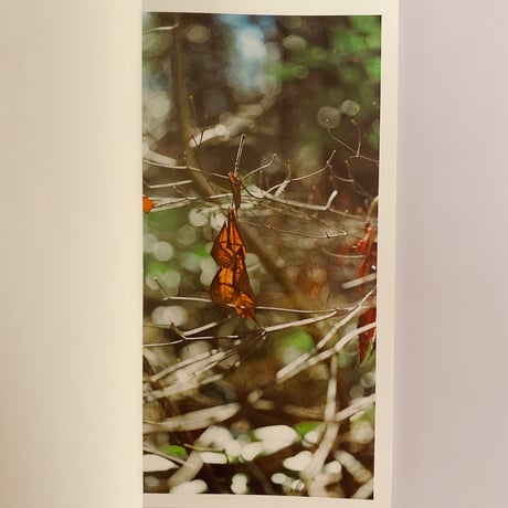 BRANCH PAPER Vol.5 Still falling in the forest